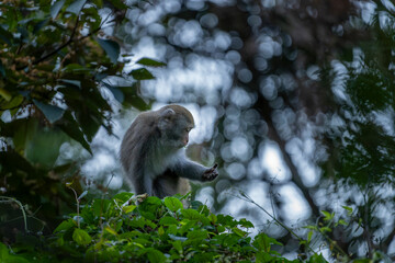 Formosan rock macaque endemic Taiwan mokey
