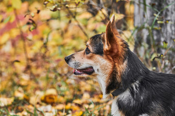 Pembroke Welsh Corgi on a walk. Portrait of a dog in the autumn park