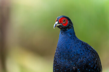 Mikado pheasant endemic bird
