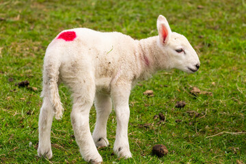 Scottish young sheep on the pasture, Highlands, Scotland, Isle of Skye - 677611516