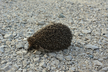big hedgehog walking on the gravel road 