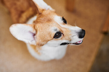 Pembroke Welsh Corgi on studio background, close-up portrait of dog muzzle