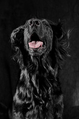 Portrait of black flat-coated retriever isolated on dark gray studio background, purebred dog