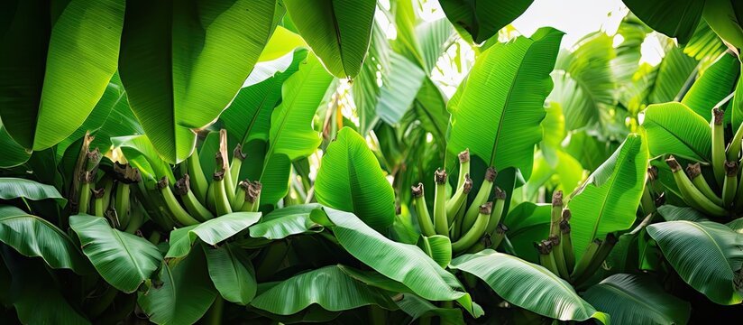 In the tropical garden the luscious green leaves of banana plants sway gracefully displaying the harmonious growth nurtured by nature s touch in this organic farm