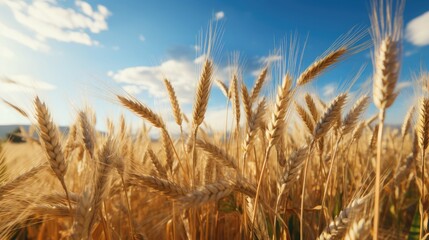 Fototapeta premium barley month concept. Spikelets of cereal background.