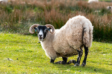 Scottish sheep with baby on the pasture, Highlands, Scotland, Isle of Skye - 677613517