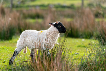 Scottish sheep with baby on the pasture, Highlands, Scotland, Isle of Skye - 677613739