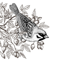 Vector illustration of a sparrow on a rosehip branch
