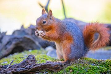 Naklejka na ściany i meble Squirrels are fed in natural life.