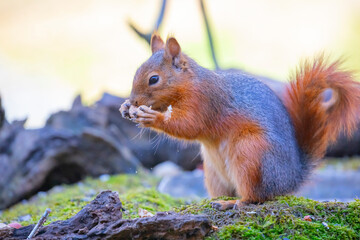 Naklejka na ściany i meble Squirrels are fed in natural life.