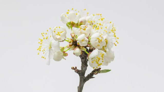 Time Lapse of flowering white flowers of cherry plum on tree branch on white background. Spring time-lapse of opening flowers of wild plum, close-up.