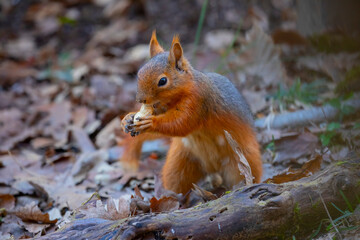 Squirrels are fed in natural life.