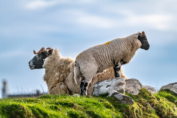 Scottish sheep with baby on the pasture, Highlands, Scotland, Isle of Skye - 677614355