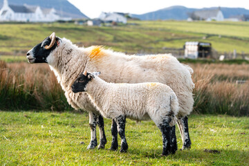 Scottish sheep with baby on the pasture, Highlands, Scotland, Isle of Skye - 677614374