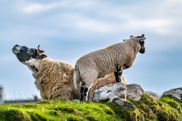 Scottish sheep with baby on the pasture, Highlands, Scotland, Isle of Skye - 677614521