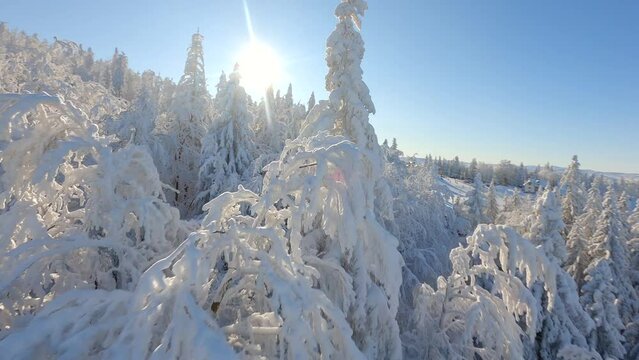 Cinematic FPV drone flight close to the snow-covered trees in a winter forest in the mountains on a sunny day.