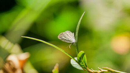 butterfly on a green leaf