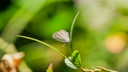 butterfly on a green leaf