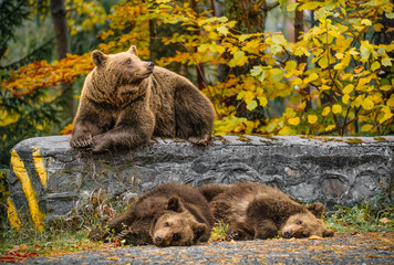 brown bear cubs in the forest © adrianad