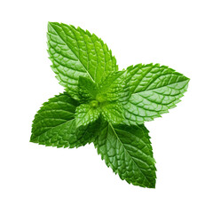 mint, transparent background, isolated image, generative AI