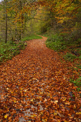 Road covered with fallen leaves in the forest