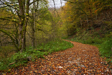 Road covered with fallen leaves in the forest