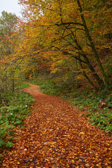 Fototapeta premium Road covered with fallen leaves in the forest