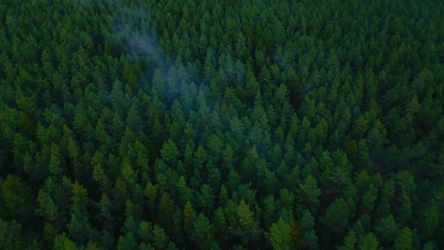 Beautiful meditative Baltic pine tree wood forest drone top shot aerial