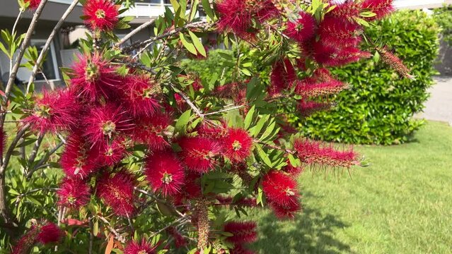 Bottlebrush swaying in the wind. Callistemon. Red flower bush. Hotel park in Greece.