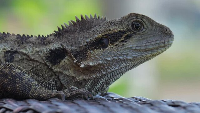Australian Water Dragon (Intellagama lesueurii) staying almost motionless
