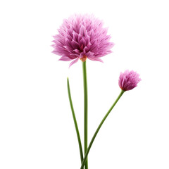 Fresh chives flower isolated on transparent background