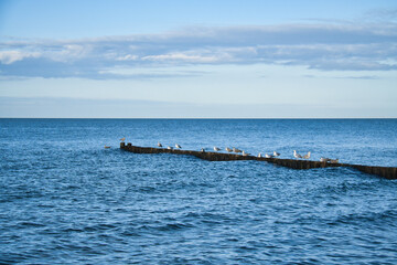 Fototapeta premium Seagulls on a groyne in the Baltic Sea. Waves and blue sky. Coast by the sea.