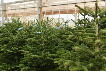 Christmas trees with tags for sale on a shop