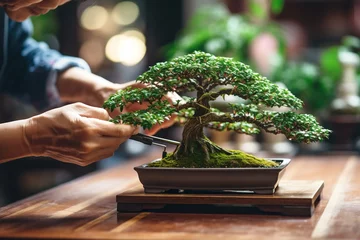 Fotobehang An adult Asian man is tending to a bonsai tree, using pruning tools in a brightly lit room with natural lighting. © volga