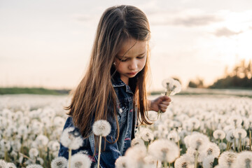 Girl collecting bouquet in field of white dandelions at sunset. Kid reaching down to pick flower with posy in hand.