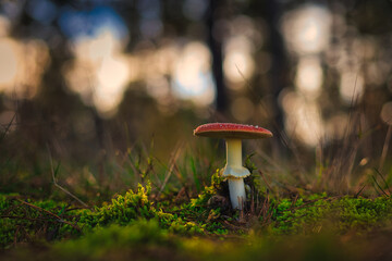 Beautiful - Red Fly Agaric Mushroom in Forests - Amanita Muscaria - Toadstool - Close-Up - Herbst Stimmung - Waldpilz - Glückspilz - Fliegenpilz - Background - Mushroom in the Woods