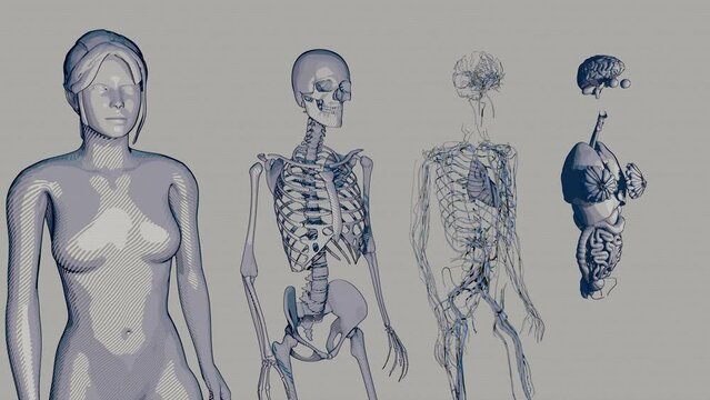 4K animation of the anatomy of a woman