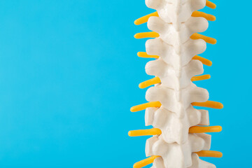 Mockup of the human spine with nerve roots on a blue background. Spine treatment and health...