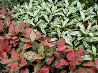 Obraz premium Spotted leaf tree: Aglaonema Commutatum, which has reddish-green leaves. Pink leaf stalks Schott with green leaves-white stripes Planted together with Dumb cane, Dieffenbachia picta. ornamental plant 