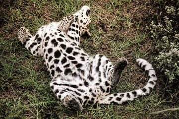 Big Cat leopard at a Wildlife Sanctuary in Plettenberg Bay South Africa