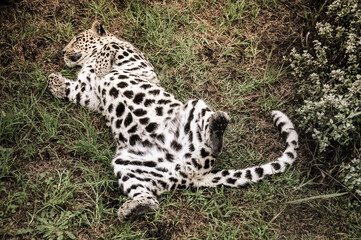 Big Cat leopard at a Wildlife Sanctuary in Plettenberg Bay South Africa