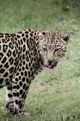 Big Cat leopard at a Wildlife Sanctuary in Plettenberg Bay South Africa