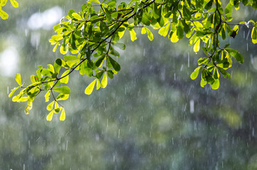 Obraz premium raining shower drop on leaf tree, close up of rainfall in jungle,Heavy Rain Falling on Tree Leaves in forest. droplets fixed on green leaves, Raining day in tropical forest. Raindrop in deep jungle.