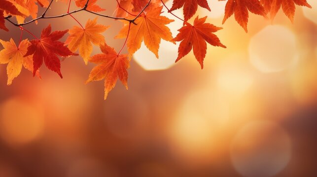 nature fall color backdrop close illustration tree light, leaf orange, park ful nature fall color backdrop close