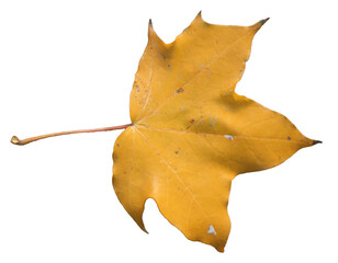 maple autumn leaf isolated on transparent background