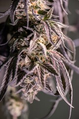 Dry Cannabis flowers plant Closeup with fresh fan leaves cola pistil trichomes and sugar leaves. Cola and Flower Buds of drying Cannabis have Bract and Calyx with Pistil and Stigma many CBD, THC.
