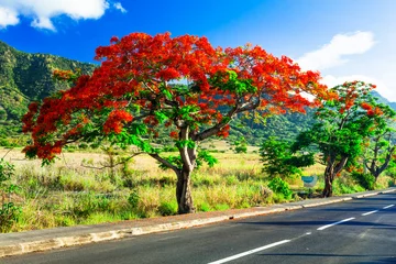 Gardinen Exotic nature of tropical island Mauritius. Red flowers blooming tree Flamboyant - flame tree © Freesurf