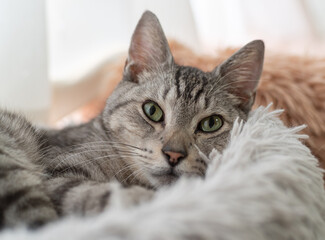 のんびり過ごす猫　サバトラ猫