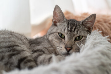 のんびり過ごす猫　サバトラ猫