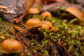 秋の森で見付けたキノコ